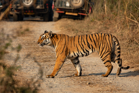 luksusowe safari w dżungli Chitwan 4 dni