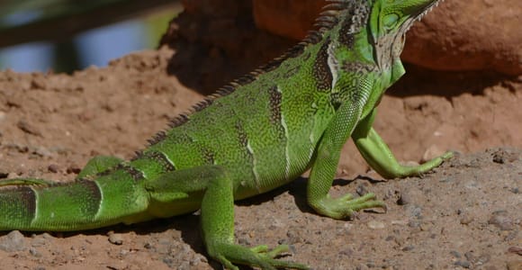Agadir: Agadir Crocodile Park Adventure