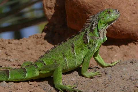 Agadir: Aventura en el Parque de Cocodrilos de Agadir