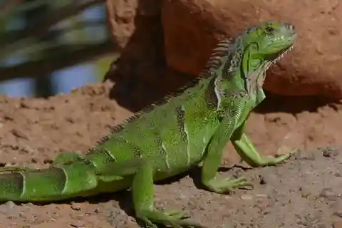 Aventura en el Parque de Cocodrilos de Agadir