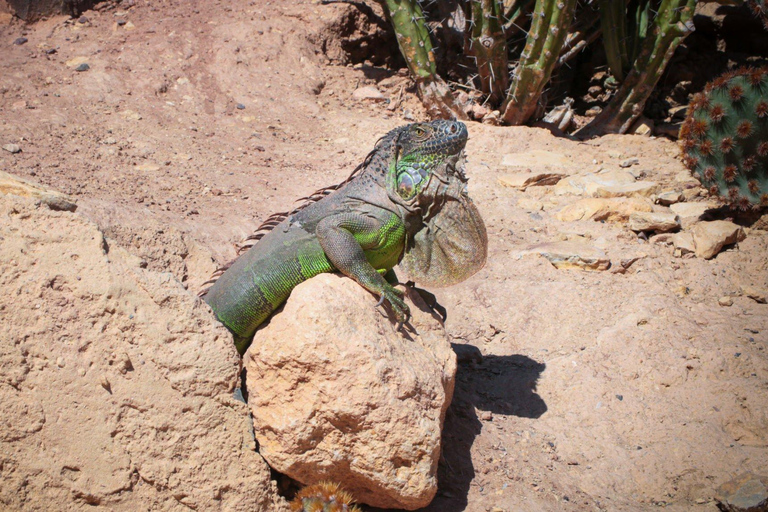 Agadir: Äventyr i krokodilparken i Agadir