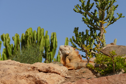 Agadir : Aventure au parc des crocodiles d'Agadir