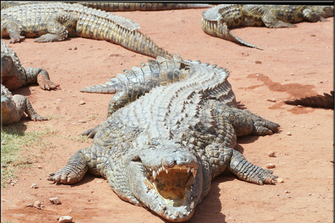 Agadir: przygoda w parku krokodyli w Agadirze