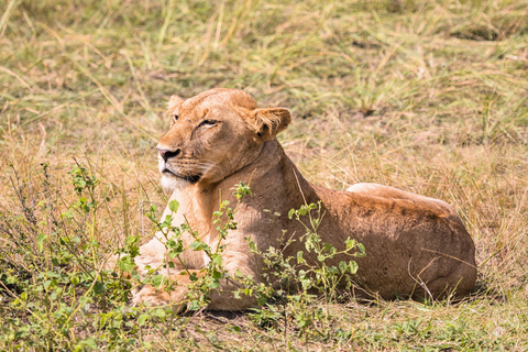 Från Zanzibar: Mikumi Safari med tvåmotorigt flygplan + lunchMikumi Safari – utan transfer