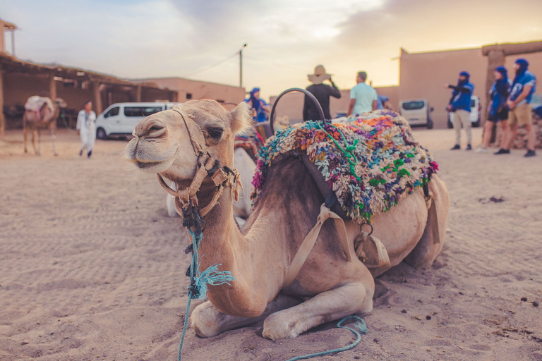 From Marrakech: Agafay Desert Camel Ride and Dinner and Show Agafay Desert : Camel Ride and Dinner and Show