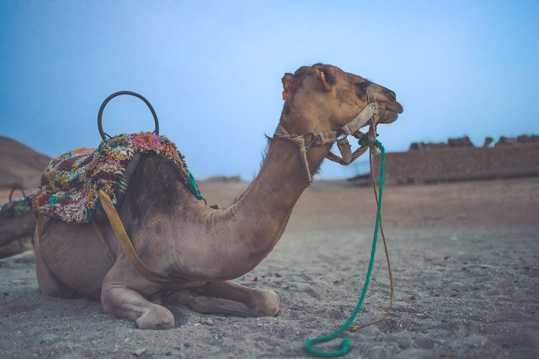 From Marrakech: Agafay Desert Camel Ride and Dinner and Show Agafay Desert : Camel Ride and Dinner and Show