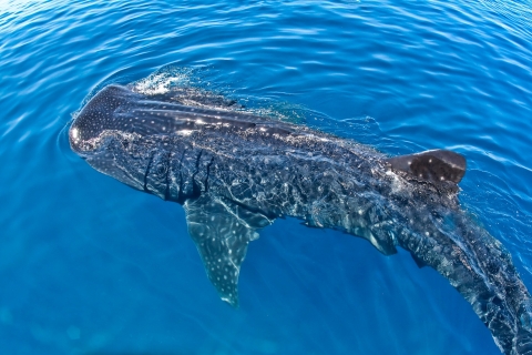 Nadar con tiburones ballena en CancúnNadar con tiburones ballena desde Cancún y Riviera Maya
