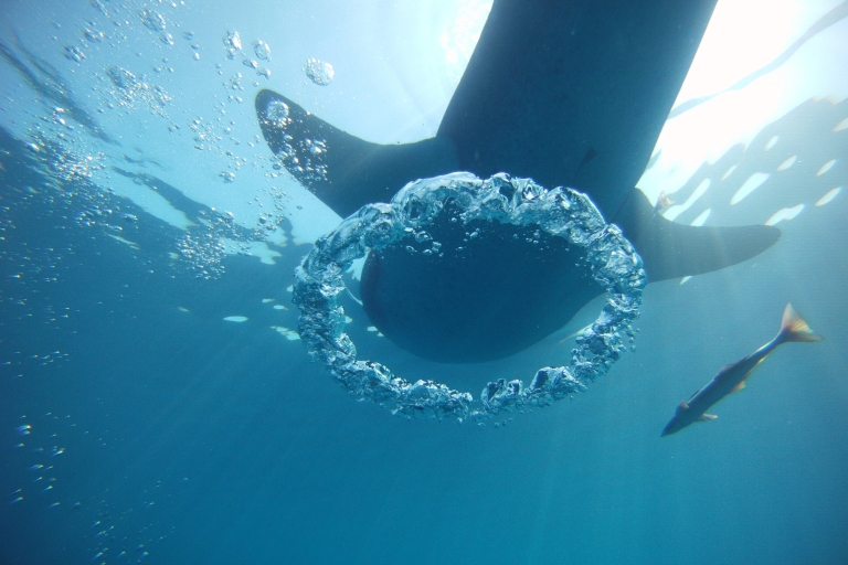 Zwemmen met walvishaaien in CancunZwemmen met walvishaaien in Cancun vanuit Tulum