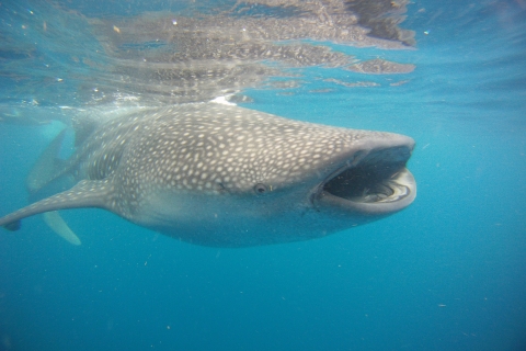 Schwimmen mit Walhaien in CancunSchwimmen mit Walhaien von Cancun und Riviera Maya aus