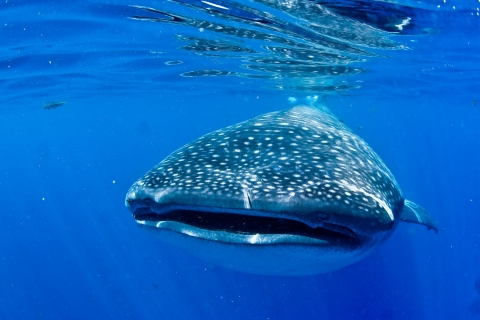 Nager avec des requins-baleines à CancunNager avec les requins-baleines à Cancun depuis Tulum