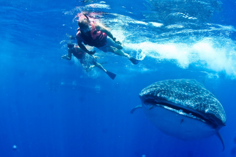 Nadar con tiburones ballena en CancúnNadar con tiburones ballena desde Cancún y Riviera Maya