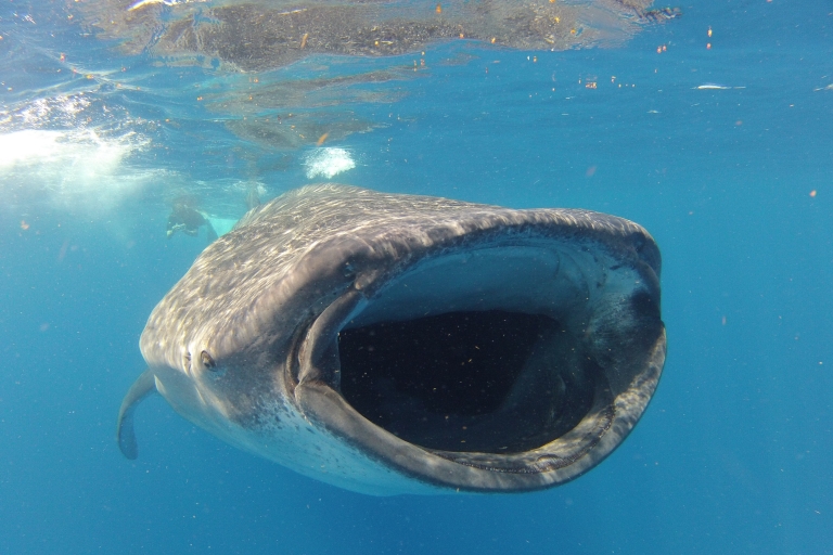 Pływanie z rekinami wielorybimi w CancunPływanie z rekinami wielorybimi w Cancun z Tulum