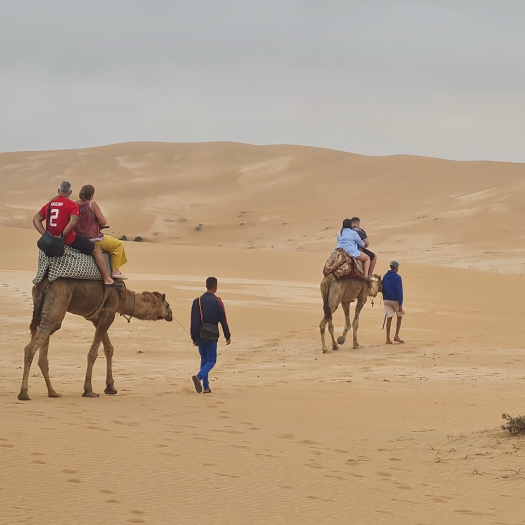 Agadir : Balade à dos de chameau dans le désert du Sahara et Sandboarding en demi-journée