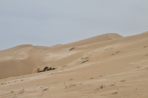 Agadir Sahara Desert Camel i Sandboarding Półdniowa wycieczka(Copy of) Agadir Sahara Desert Camel i Sandboarding Półdniowa wycieczka