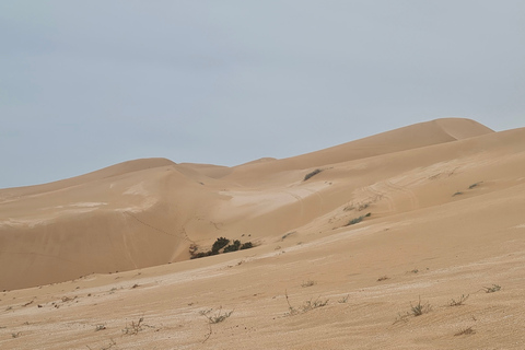 Excursion d'une demi-journée à Agadir dans le désert du Sahara à dos de chameau et en planche à sable