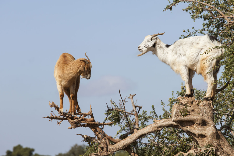 Goat on trees & Crocodile park including hotel pickup