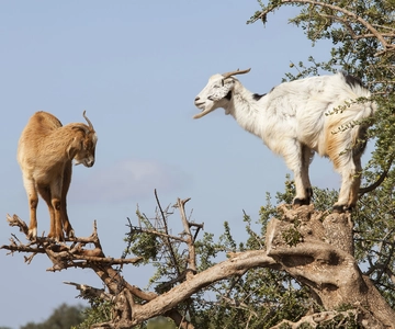 Goat on Trees und Crocoparc mit Abholung