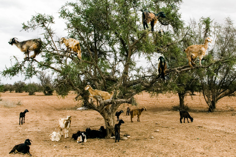 Goat on trees & Crocodile park including hotel pickup