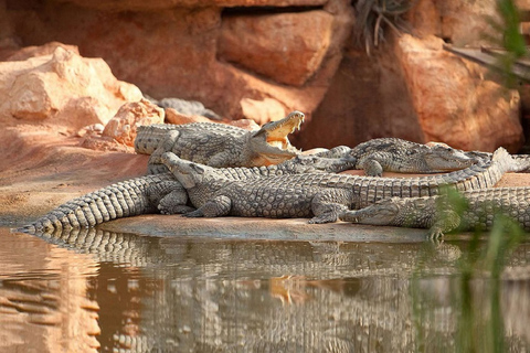 Chèvre sur les arbres et parc aux crocodiles avec prise en charge à l'hôtel