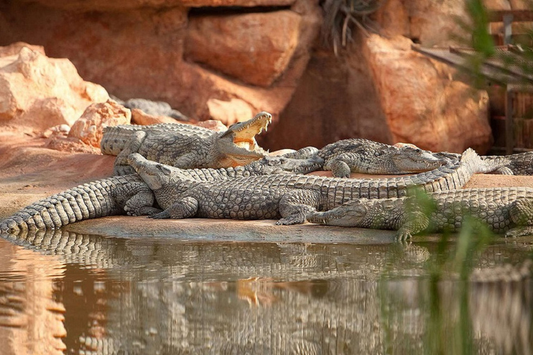 Chèvre sur les arbres et parc aux crocodiles avec prise en charge à l'hôtel