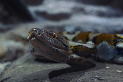 Chèvre sur les arbres et parc aux crocodiles avec prise en charge à l'hôtel