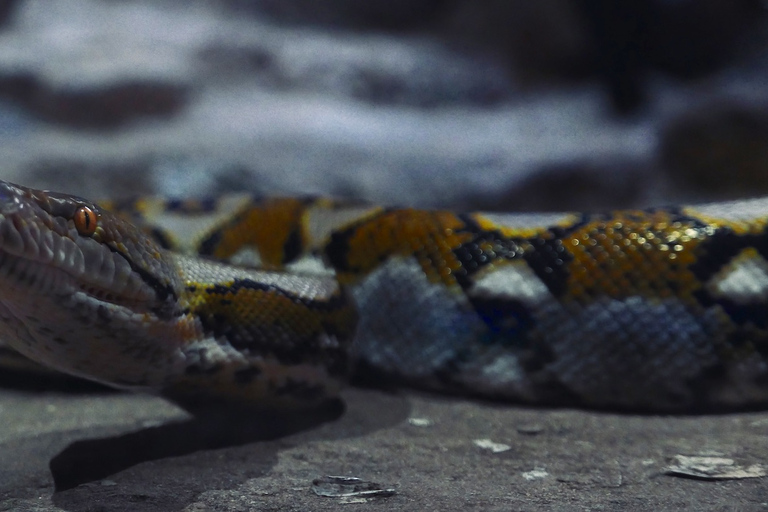 Cabra en los árboles y Parque de cocodrilos con recogida en el hotel incluida