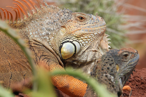 Agadir: Cabra nas árvores e Crocopark, incluindo traslado do hotelCabra nas árvores e parque de crocodilos, incluindo embarque no hotel