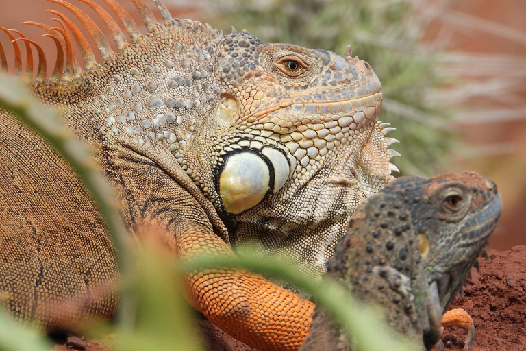 Chèvre sur les arbres et parc aux crocodiles avec prise en charge à l'hôtel