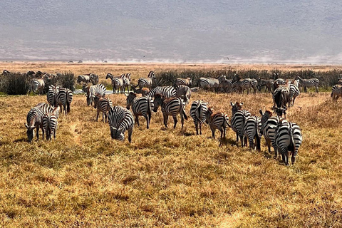 Viagem de 1 dia para a cratera de NgorongoroViagem de 1 dia à Cratera de Ngorongoro