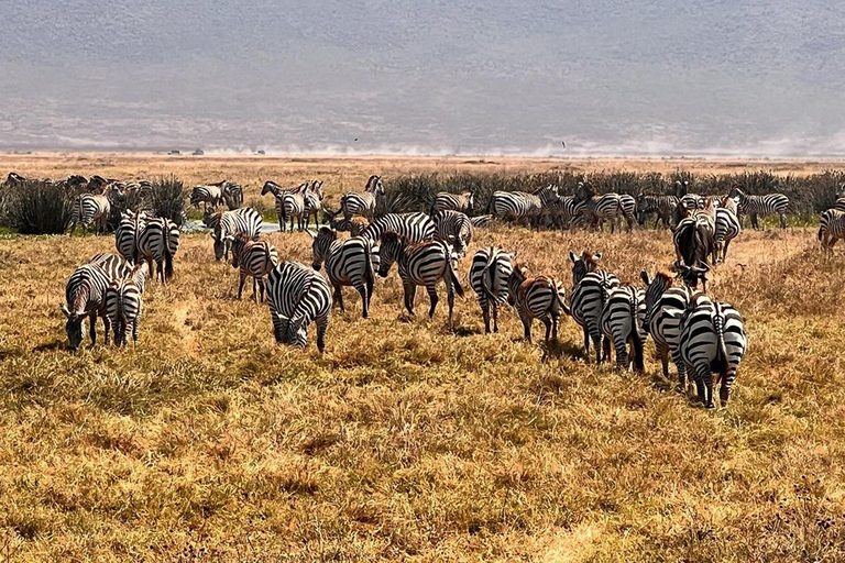 Viagem de 1 dia para a cratera de NgorongoroViagem de 1 dia à Cratera de Ngorongoro