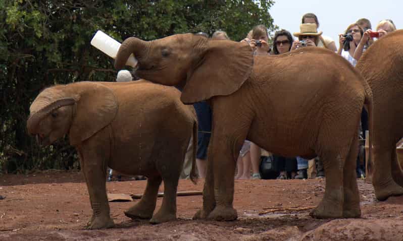 Nairobi national Park, Elephant Orphanage and Giraffe Center