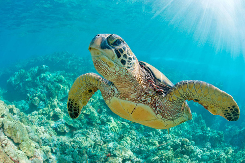 From Tumbes/Zorritos: Whale Watching & Sea Turtle Swim Tour