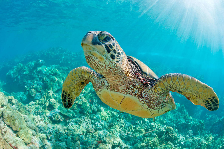 From Tumbes/Zorritos: Whale Watching & Sea Turtle Swim Tour