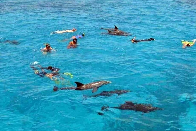 Hurghada : Visite des dauphins et plongée avec masque et tuba avec visite de la ville et déjeuner