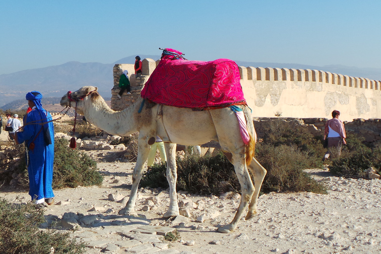 Agadir : Promenade à dos de chameau sur la rivière Flamingo et barbecue en optionTour sans dîner BBq