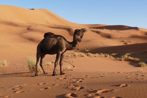 Woestijntour vanuit Casablanca: 5 dagen naar de woestijn en Marrakech