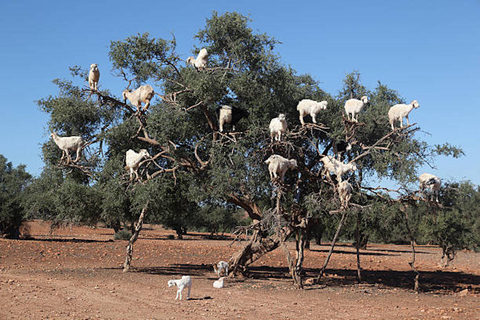 Essaouira: Ganztägiger Ausflug von Marrakesch mit Transport