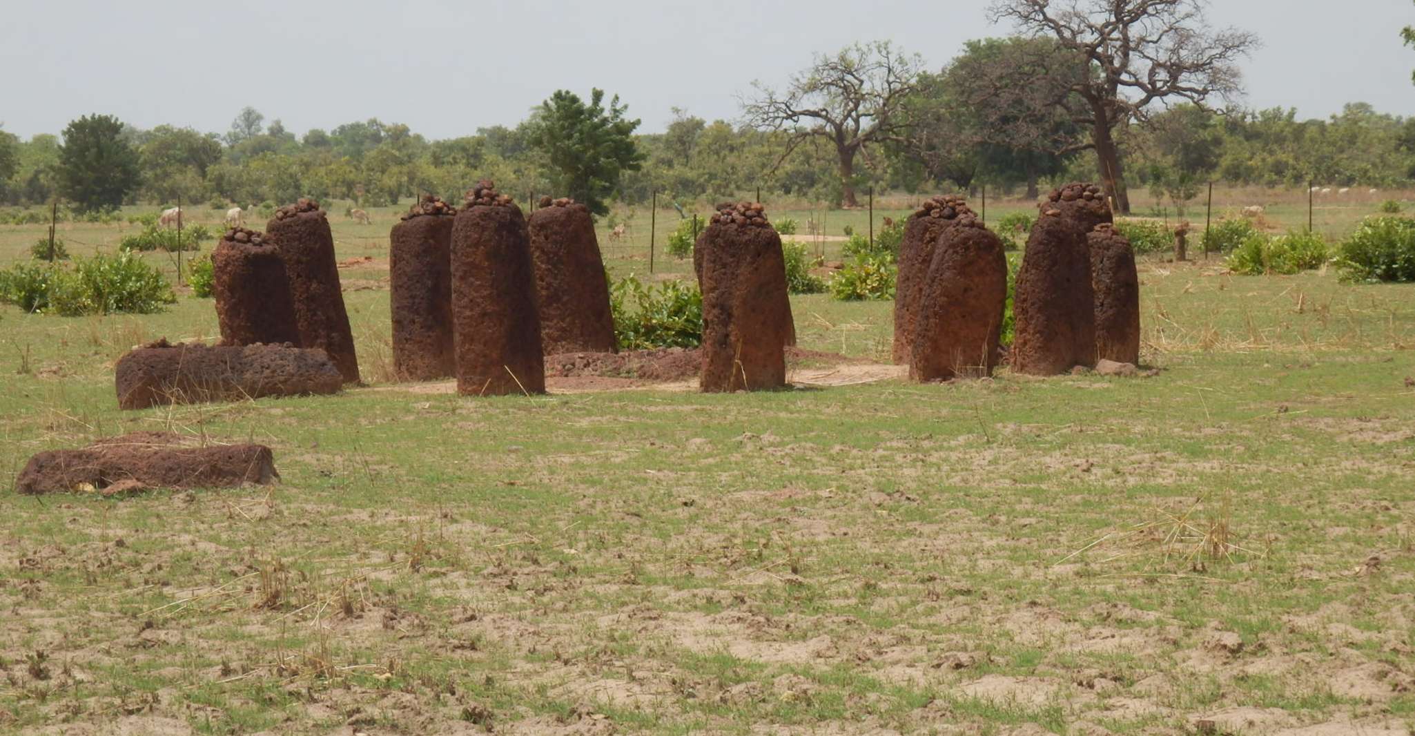 River Gambia, Hippos and Chimpanzees - Housity