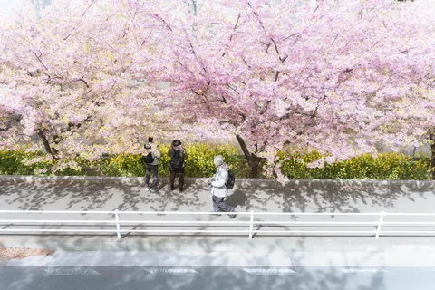 Fukuoka Cherry Blossom Customized Tour