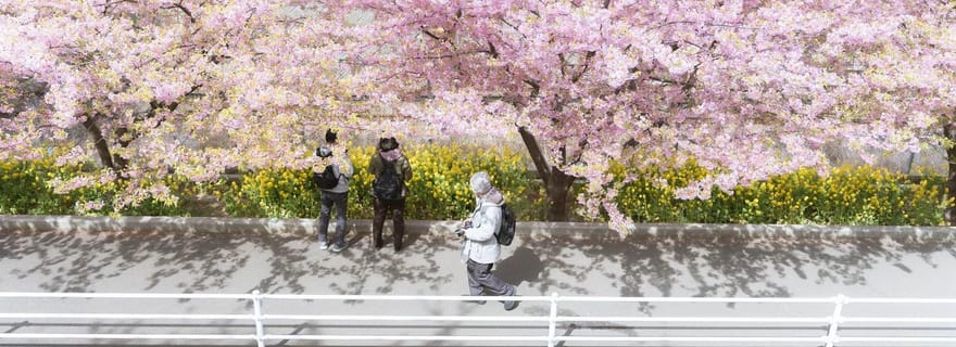 Visite personnalisée de Fukuoka Cherry Blossom