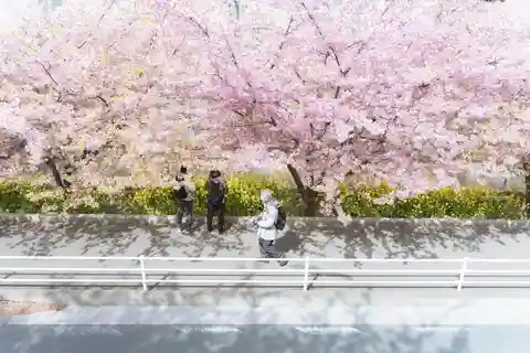 Fukuoka Cherry Blossom Customized Tour
