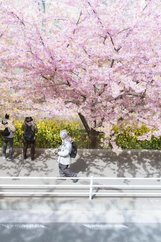 Fukuoka Cherry Blossom Customized Tour | GetYourGuide
