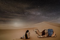Excursión de 4 días a Tozeur, Douz, Jeep 4x4, Camel Ride, El Jem - Hizvo