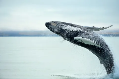 De Christchurch: Excursão de um dia para observação de baleias em Kaikoura