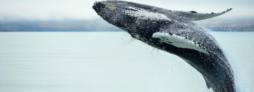 Au départ de Christchurch : excursion d'une journée à Kaikōura avec observation des baleines