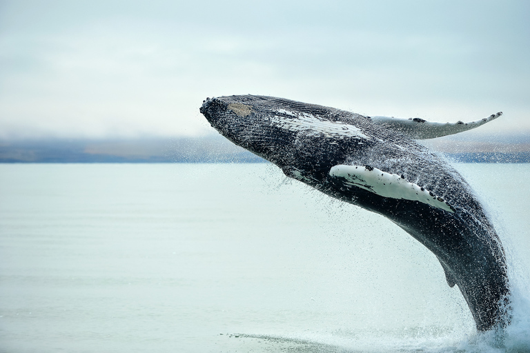 Vanuit Christchurch: Kaikoura Walvissafari DagtochtVanuit Christchurch: Kaikoura Walvissafari Premium Dagtocht