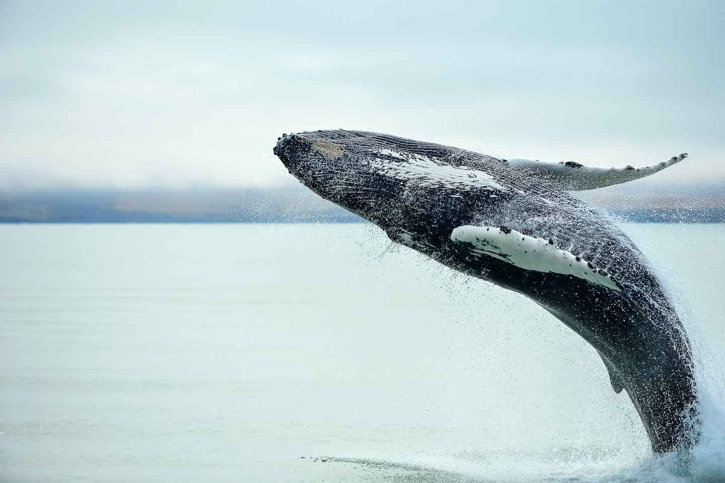 From Christchurch: Kaik?ura Day Tour with Whale Watching - From Christchurch: Kaikōura Day Tour with Whale Watching