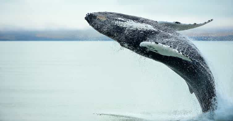 From Christchurch: Kaikoura Whale Watching Day Tour