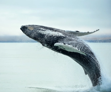 From Christchurch: Kaikoura Whale Watching Day Tour