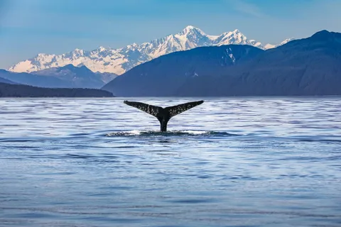 De Christchurch: Passeio de um dia em Kaikoura com cruzeiro guiado por golfinhos